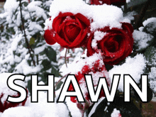 a picture of red roses covered in snow with the name shawn below them