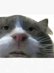 a close up of a cat 's face with a serious look on its face