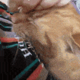 a close up of a person petting a cat with a bag of pet food behind it