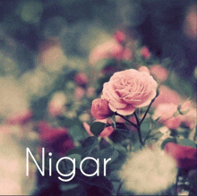 a picture of pink roses with the name nigar written below it