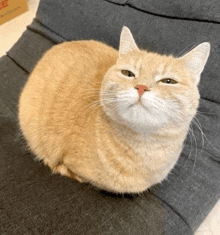 a cat with a red nose is sitting on a chair and looking up at the camera .