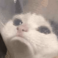 a close up of a cat 's face behind a clear plastic bag .