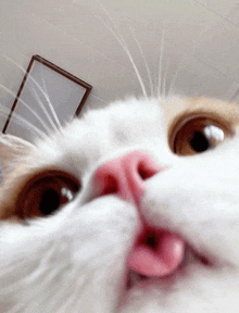 a close up of a cat 's face with its tongue out