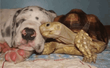 a dog and a turtle are laying on a bed together