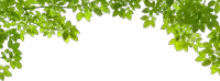 green leaves on a tree branch on a white background