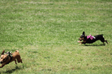 two dogs are running in the grass one is wearing a pink harness