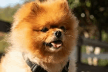 a pomeranian dog wearing a harness is sitting on a bench with its tongue out .