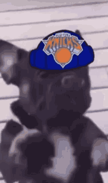 a dog wearing a new york knicks hat on its head