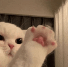 a close up of a white cat 's paw reaching up in the air .