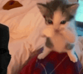 a gray and white kitten is sitting on a bed and licking its nose .