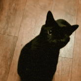 a black cat is sitting on a wooden floor and looking up
