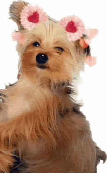 a small dog wearing a flower crown on its head