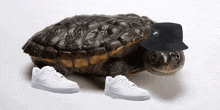 a turtle wearing a black nike hat and white nike shoes