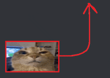 a picture of a cat in a red frame with an arrow pointing up