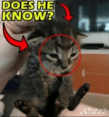 a person is holding a kitten in their hands and the kitten is looking at the camera with an arrow pointing at it .