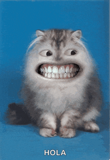 a picture of a cat with a big smile and the word hola under it
