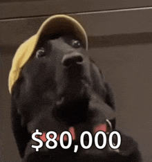 a black dog wearing a yellow hat and a $ 80,000 sign