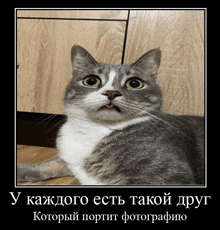 a gray and white cat laying on the floor with a caption in russian that says " у каждого есть такой друг "