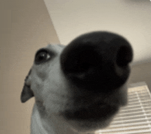 a close up of a dog 's nose in front of a window