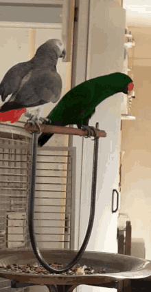 a green parrot sits next to a gray parrot on a perch