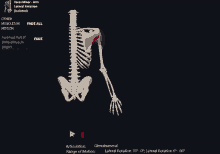 a computer screen shows a skeleton with the muscles in motion