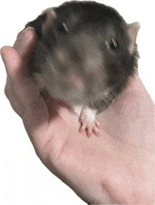 a person is holding a rat in their hand