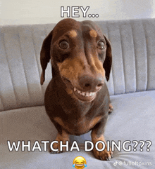 a dachshund sitting on a couch with the words hey whatcha doing