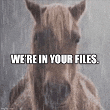 a horse in the rain with the words " we 're in your files "