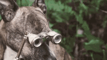 a dog wearing binoculars and a whistle is looking at something .