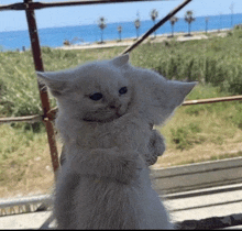 a white kitten is hugging another kitten in front of a window .