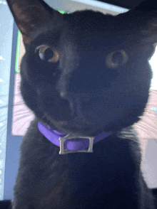 a close up of a black cat wearing a purple collar with a silver letter d on it