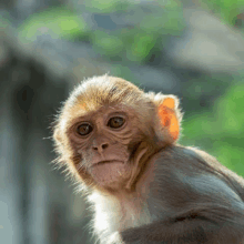 a close up of a monkey looking at the camera with a green background .