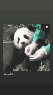 a panda bear is being examined by a person wearing gloves and a green jacket