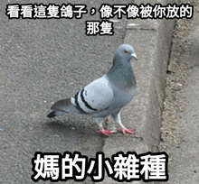 a pigeon standing next to a curb with chinese writing on the side