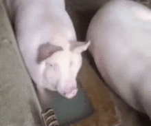 two pigs are standing next to each other and one of them has a black spot on its head