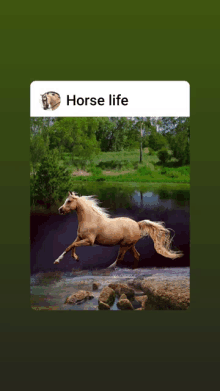 a picture of a horse jumping over rocks with the words horse life below it