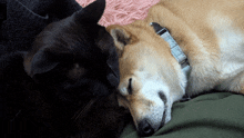 a black cat and a brown dog are sleeping together