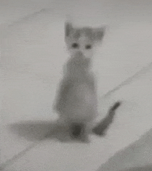 a black and white photo of a kitten standing on its hind legs on a tiled floor .