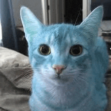 a close up of a blue cat sitting on a bed .