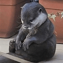 a small otter is sitting on a wooden table .