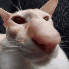 a close up of a cat 's face with a large pink nose .