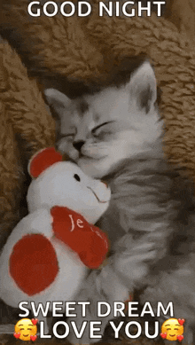 a kitten is sleeping with a teddy bear and a good night message .