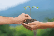 two hands holding a small plant in soil