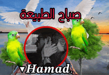 a man is surrounded by green parrots and the name hamad is on the bottom