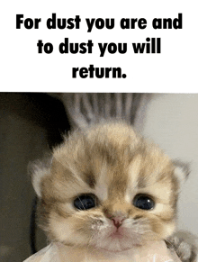 a picture of a kitten with the caption " for dust you are and to dust you will return .. "