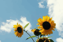 the sunflowers are against a blue sky with clouds