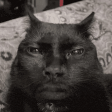 a black cat is laying on a bed and looking at the camera .