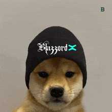 a dog wearing a black beanie with blazord written on it