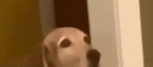 a dog is standing in a doorway looking out .