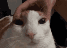 a close up of a cat 's face with a person petting it